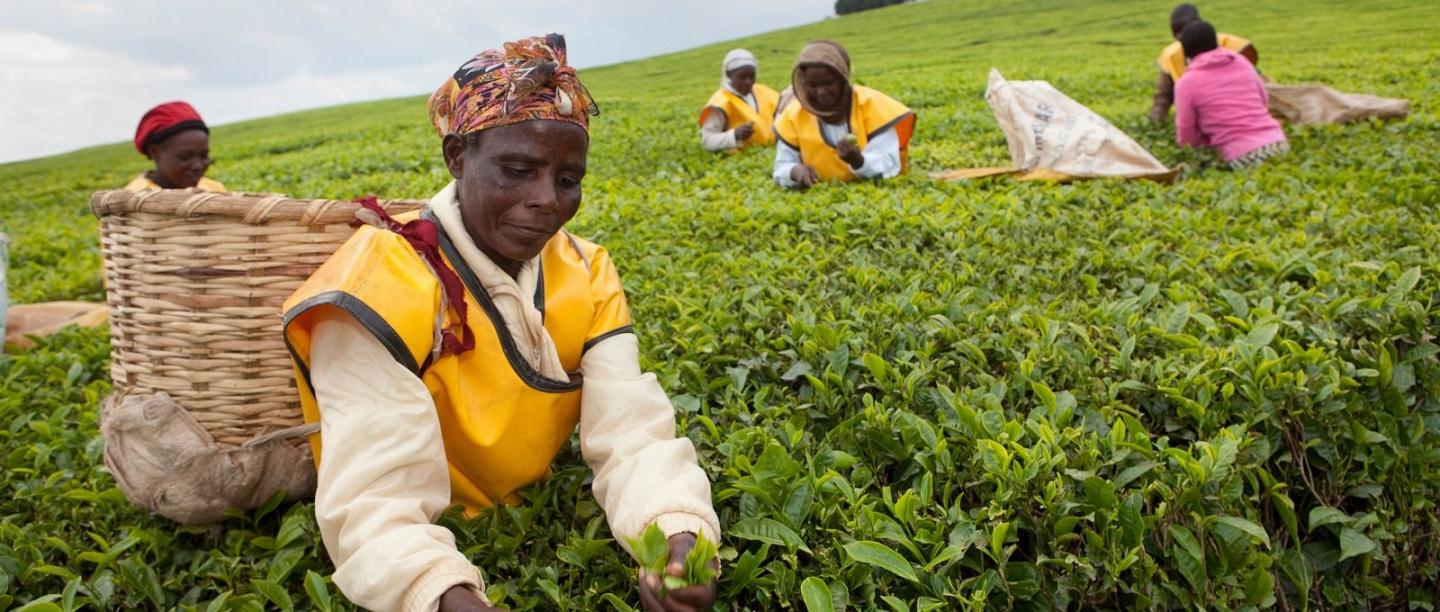 In Kenya, women bear the brunt as mechanisation wipes out tea sector